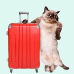 Cat_Suitcase